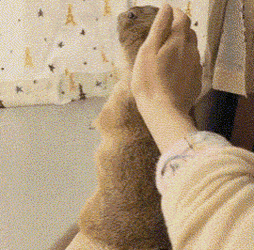함부로 만지면 안되는 동물.gif | 인스티즈