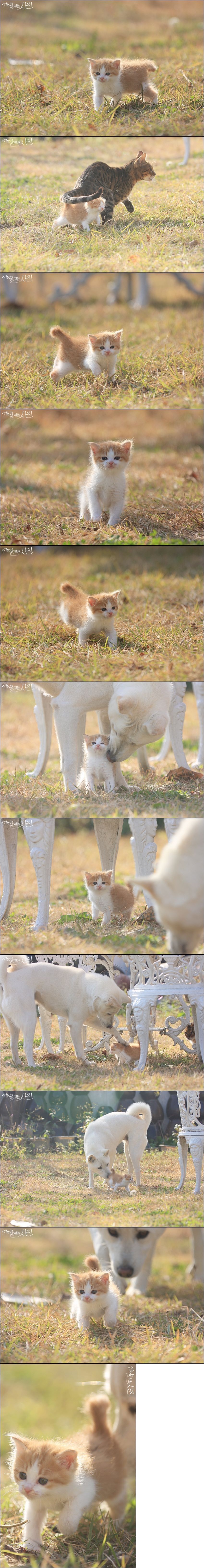 디씨인이 집 마당에서 찍은 새끼 고양이와 댕댕이.jpg | 인스티즈