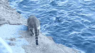 낚시 명당을 아는 고양이.gif | 인스티즈