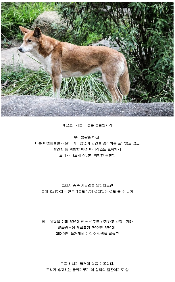 캣맘은 있어도 도그맘은 없는 이유 | 인스티즈