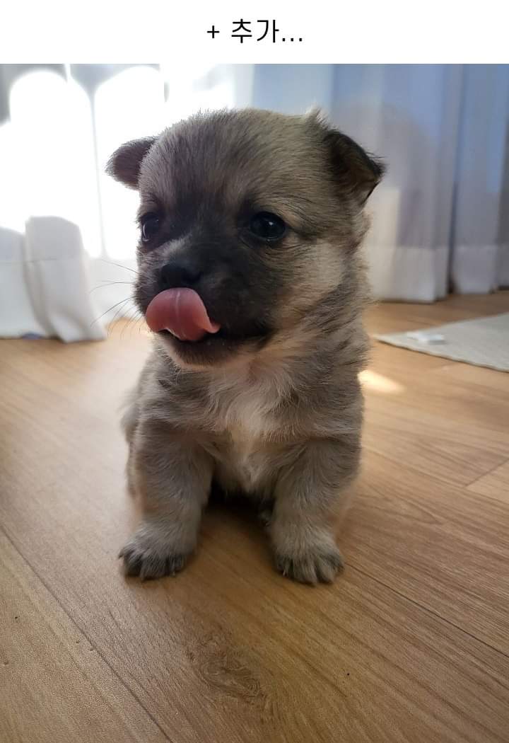 사무실에 있는 댕댕이들 | 인스티즈