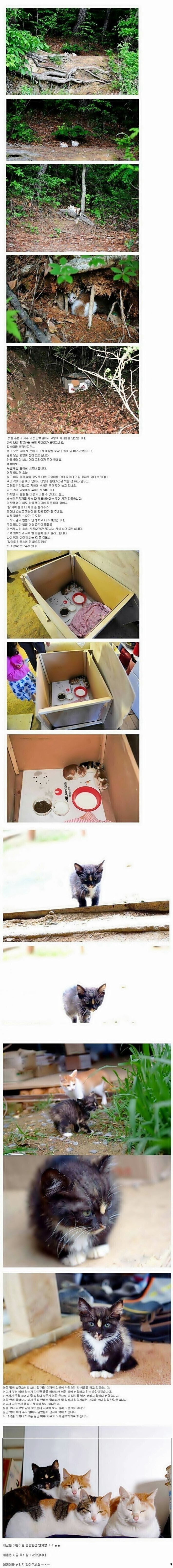 고양이 확대범 | 인스티즈