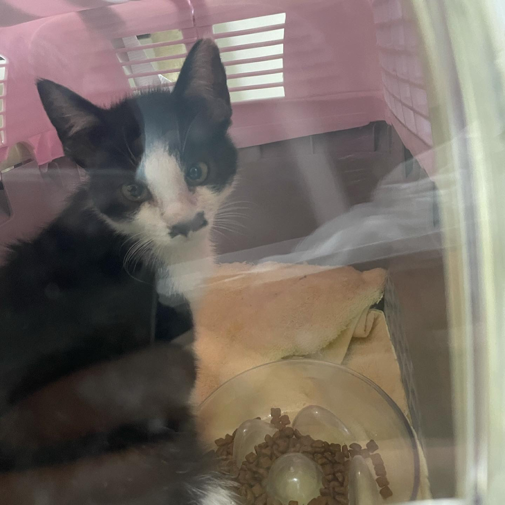 길냥이 길댕이 맘에들면 주워가라길래 주워옴 | 인스티즈