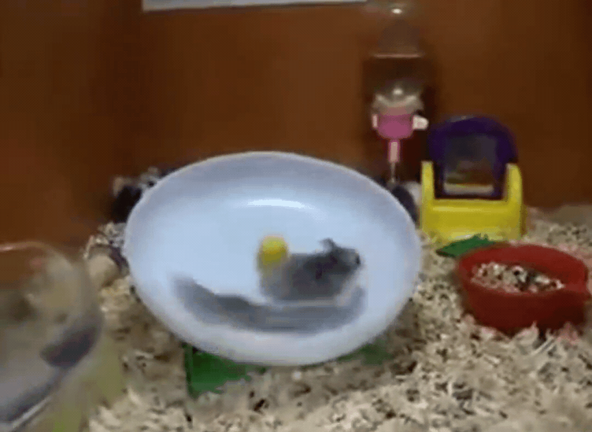 싱글벙글 햄스터 고전 명작...gif | 인스티즈