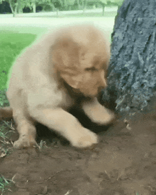 편하게 자려고 땅 고르는 리트리버 댕댕이.gif | 인스티즈