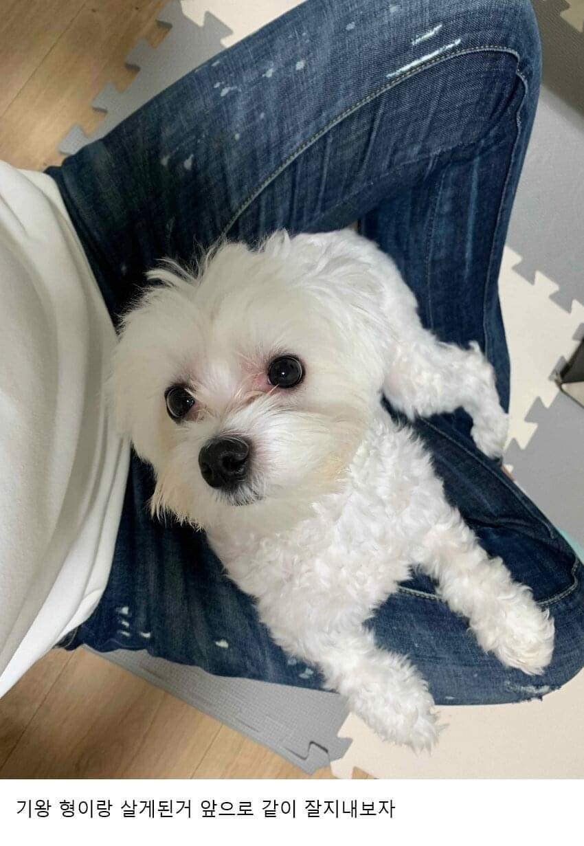 이사왔는데 전 주인이 강아지 버리고 감;;; | 인스티즈