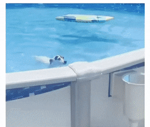 댕댕이가 수영장에서 나가는 방법 | 인스티즈