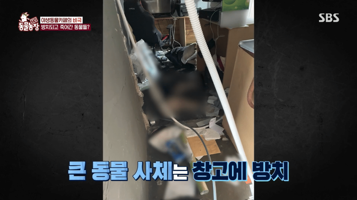 현재 난리난 동물농장에 나온 동물카페 사장.jpg | 인스티즈