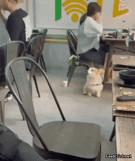 웰시코기 댕댕이 : 지금 나 찍는거야?.gif | 인스티즈