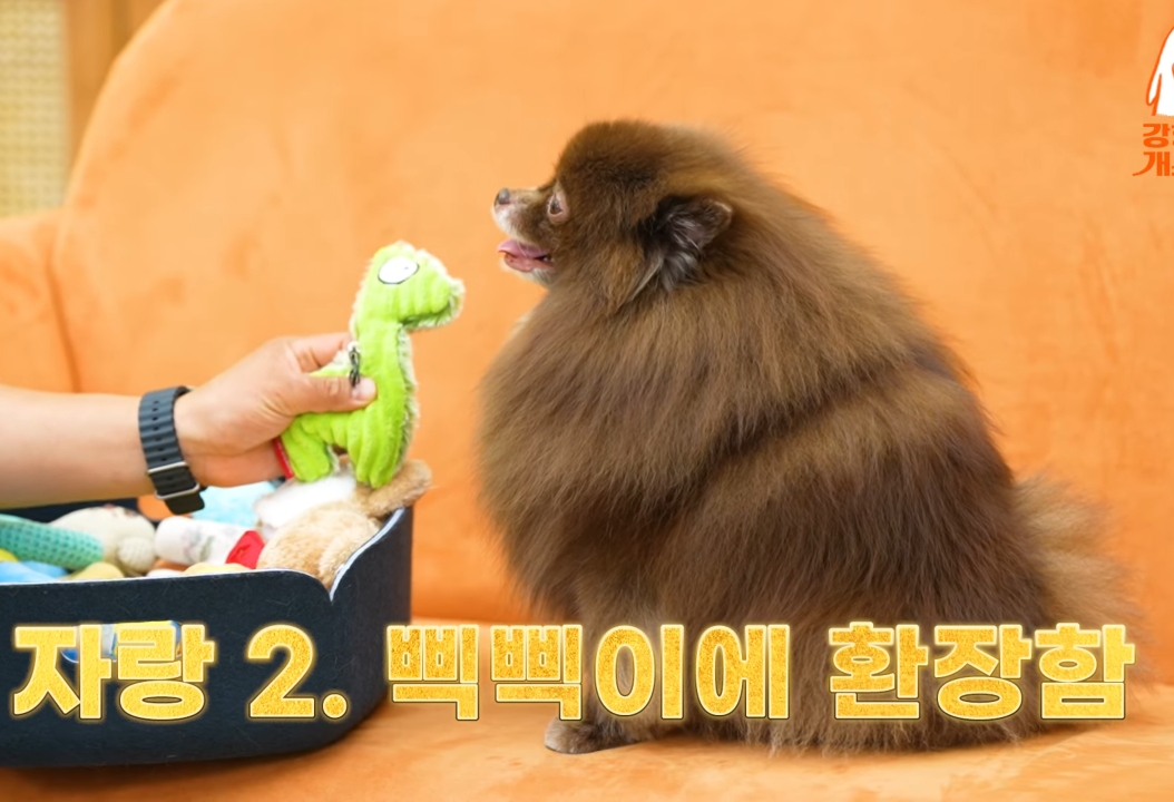 제니 껌딱지라는 블랙핑크 제니의 반려견.gif | 인스티즈