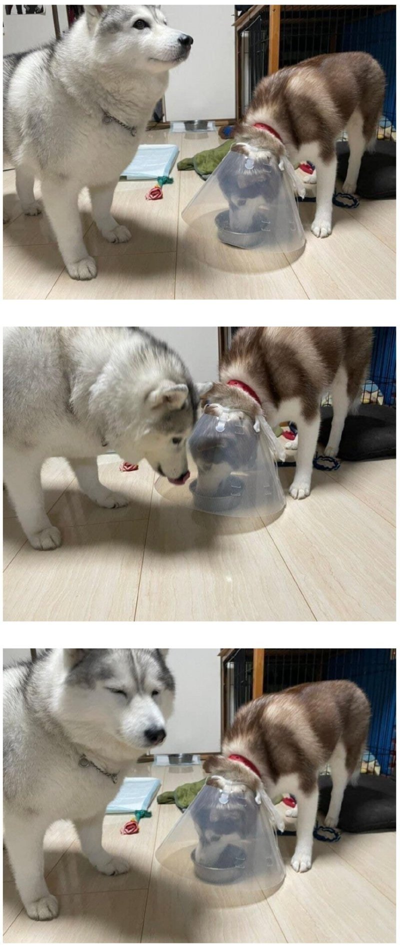 캐시템 착용한 댕댕이 ㅋㅋㅋㅋㅋㅋㅋㅋ.jpg | 인스티즈