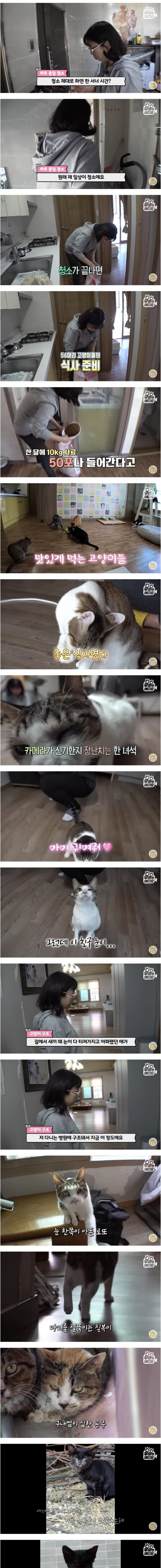 건물 전체가 고양이로 가득 찬 건물주의 삶 | 인스티즈