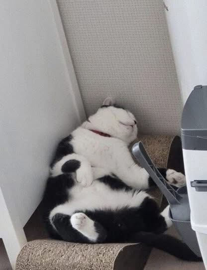 길고양이 주운 후기 | 인스티즈