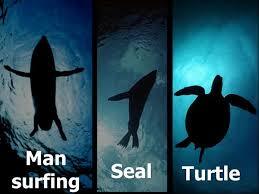 상어가 인간을 공격하는이유 | 인스티즈