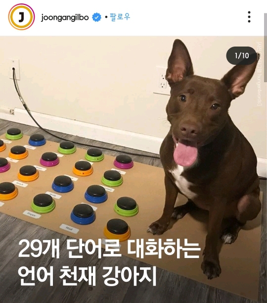 29개 단어로 대화하는 강아지 | 인스티즈