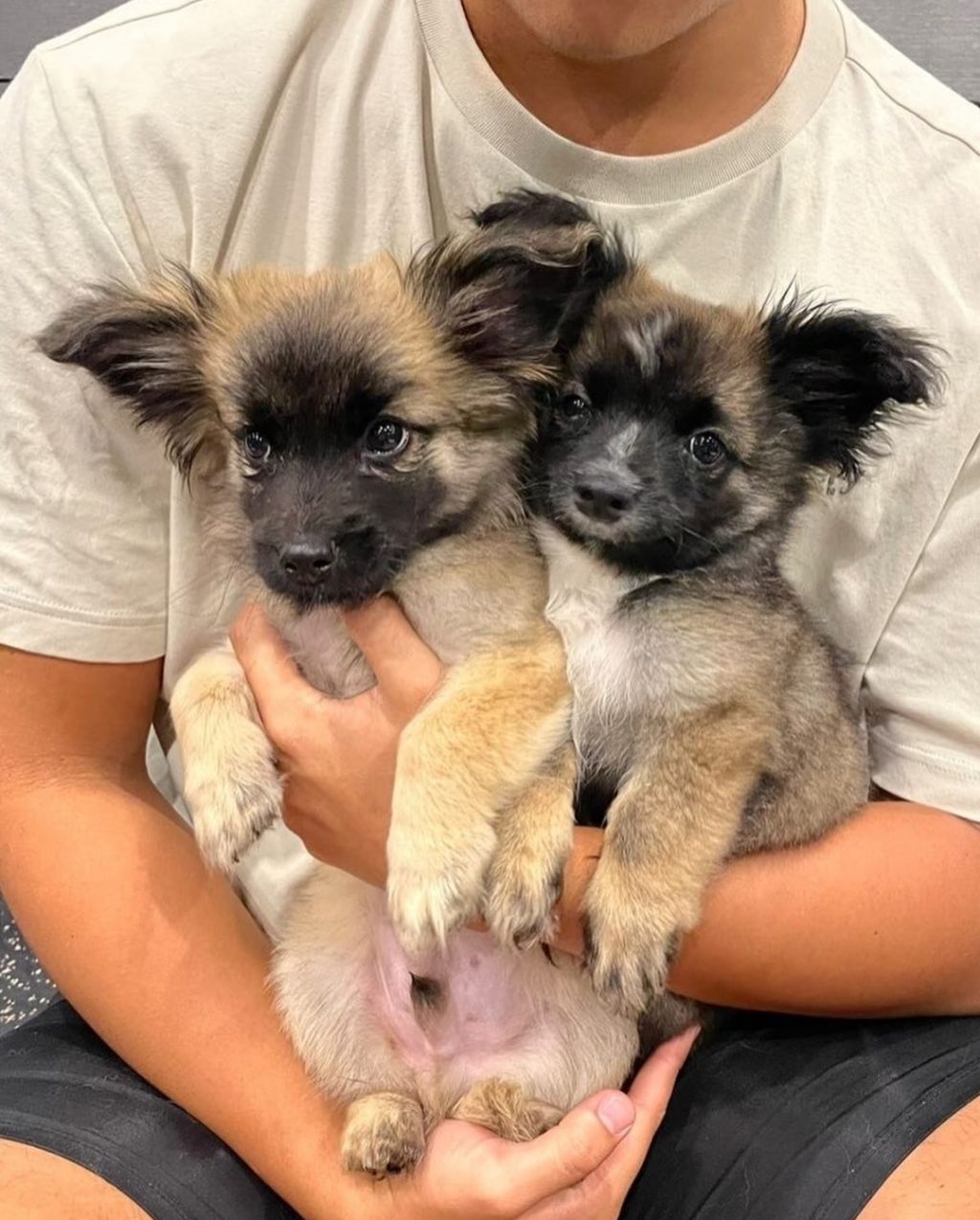 단 며칠만에 인스타 27만 팔로워 찍은 강아지 못생긴 노을이 | 인스티즈