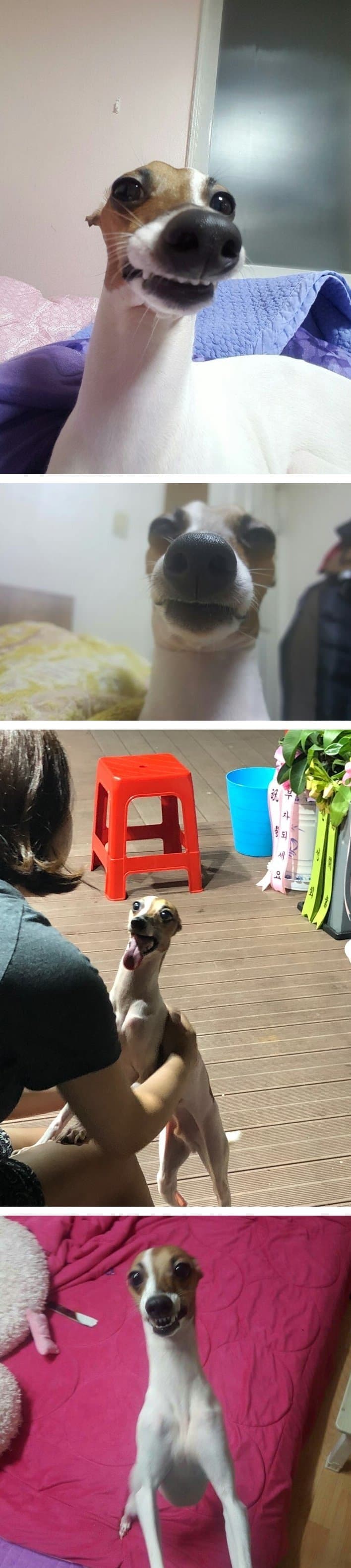 디씨 댕댕이 인증 레전드 모음 | 인스티즈