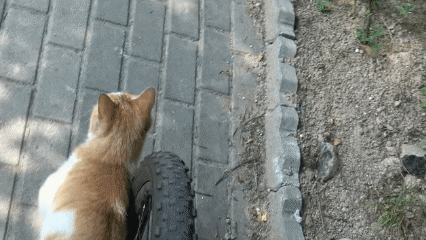 보험 사기 치는 고양이.gif | 인스티즈