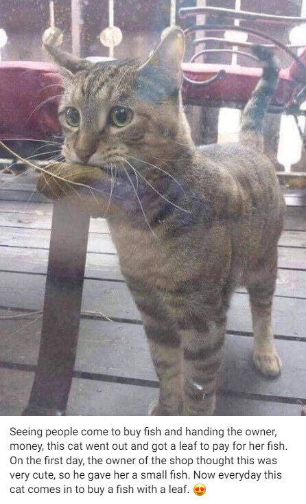 생선가게에 생선 사러 온 고양이.jpg | 인스티즈