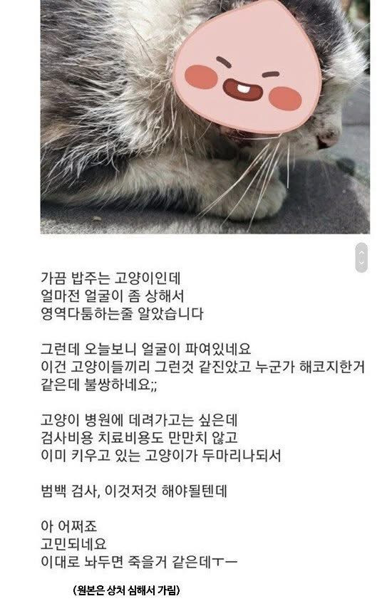 길고양이 주운 후기 | 인스티즈
