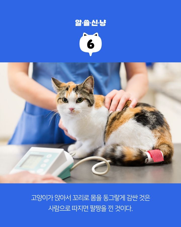 고양이들에 대한 tmi | 인스티즈