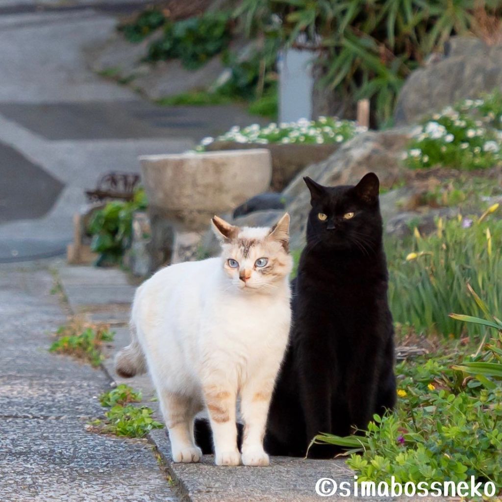 짝지어다니는 섬고양이들 | 인스티즈