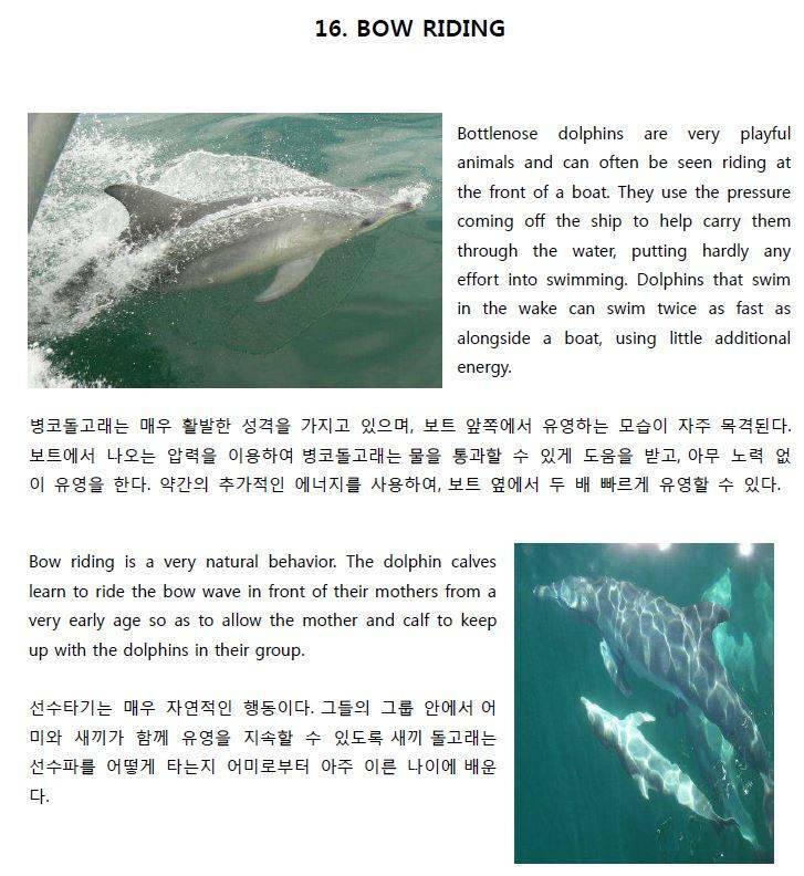 돌고래가 배 주변에서 헤엄치는 이유 | 인스티즈