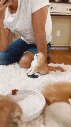 이래도 댕댕이 입니까?.gif | 인스티즈