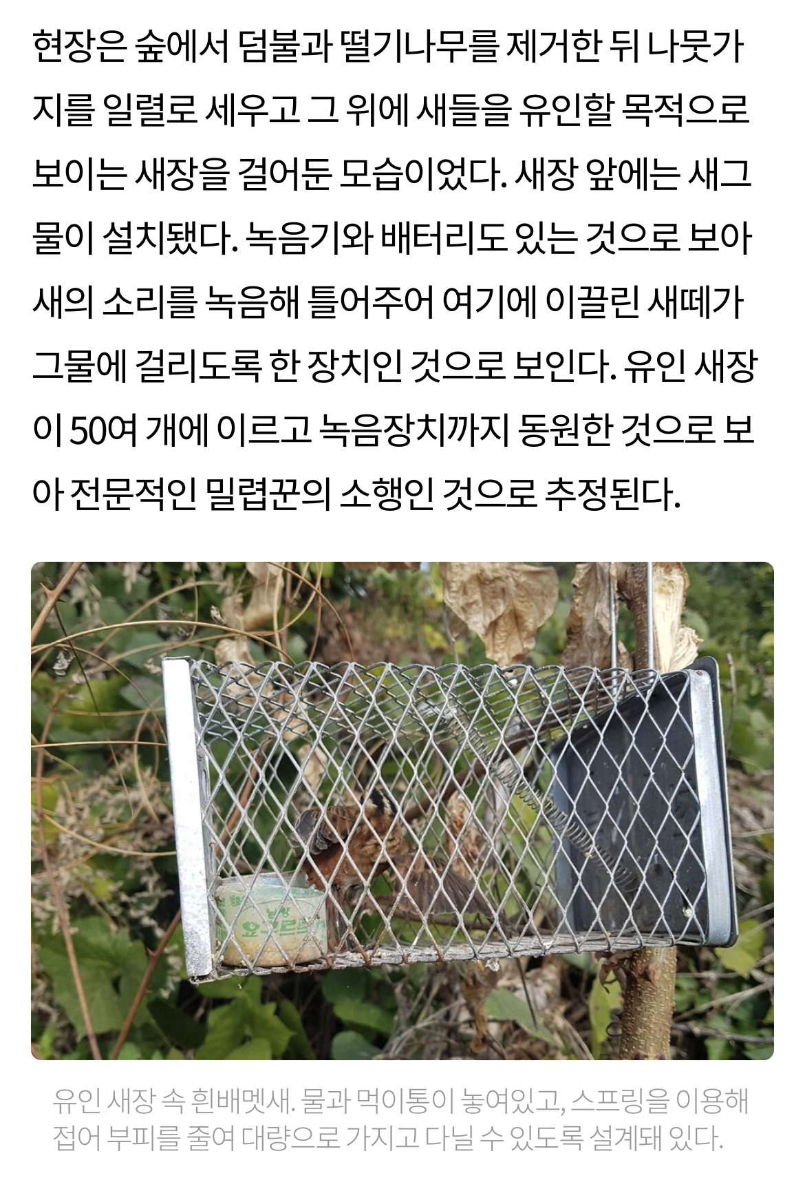 최근 남양주에서 참새고기로 1000여마리 산새들을 밀렵하는 현장 발견. 밀렵과 남획, 농약 살포, 서식지교란으로 산새들 점점 사라져 | 인스티즈