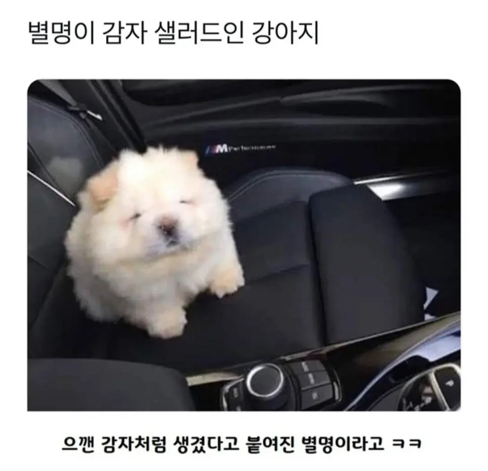 별명이 감자 샐러드인 강아지 | 인스티즈