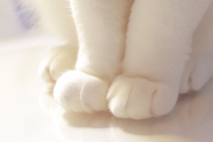 흰 양말 신은거 같은 고양이의 발.jpgif | 인스티즈