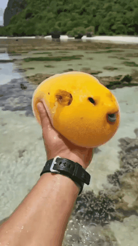 썽나서 침 뱉는 복어 | 인스티즈