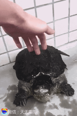 거북이 건드리면 안 되는 이유.gif | 인스티즈