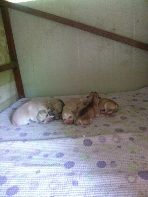 진도스키 및 오리 및 닭들 | 인스티즈