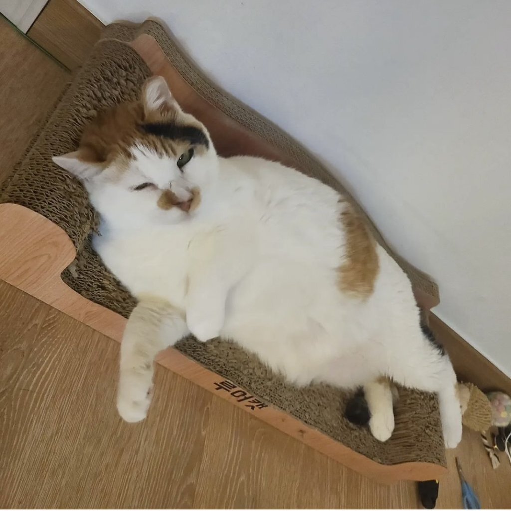 빨래 당하던 고양이 근황 ...jpg | 인스티즈