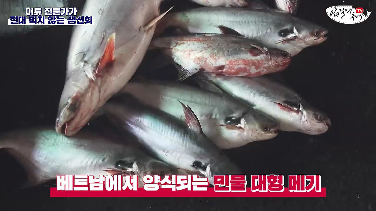 어류 전문가가 꼽은 절대 먹지 않는 생선회 7개 | 인스티즈