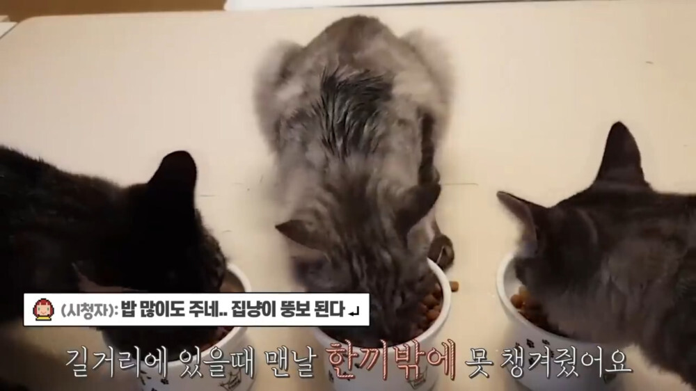 [스압주의] 일본인 캣맘 유튜버 2편 - 3천만원짜리 고양이 집 지음 | 인스티즈