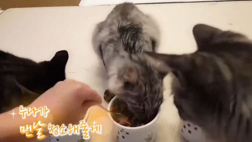 [스압주의] 일본인 캣맘 유튜버 2편 - 3천만원짜리 고양이 집 지음 | 인스티즈