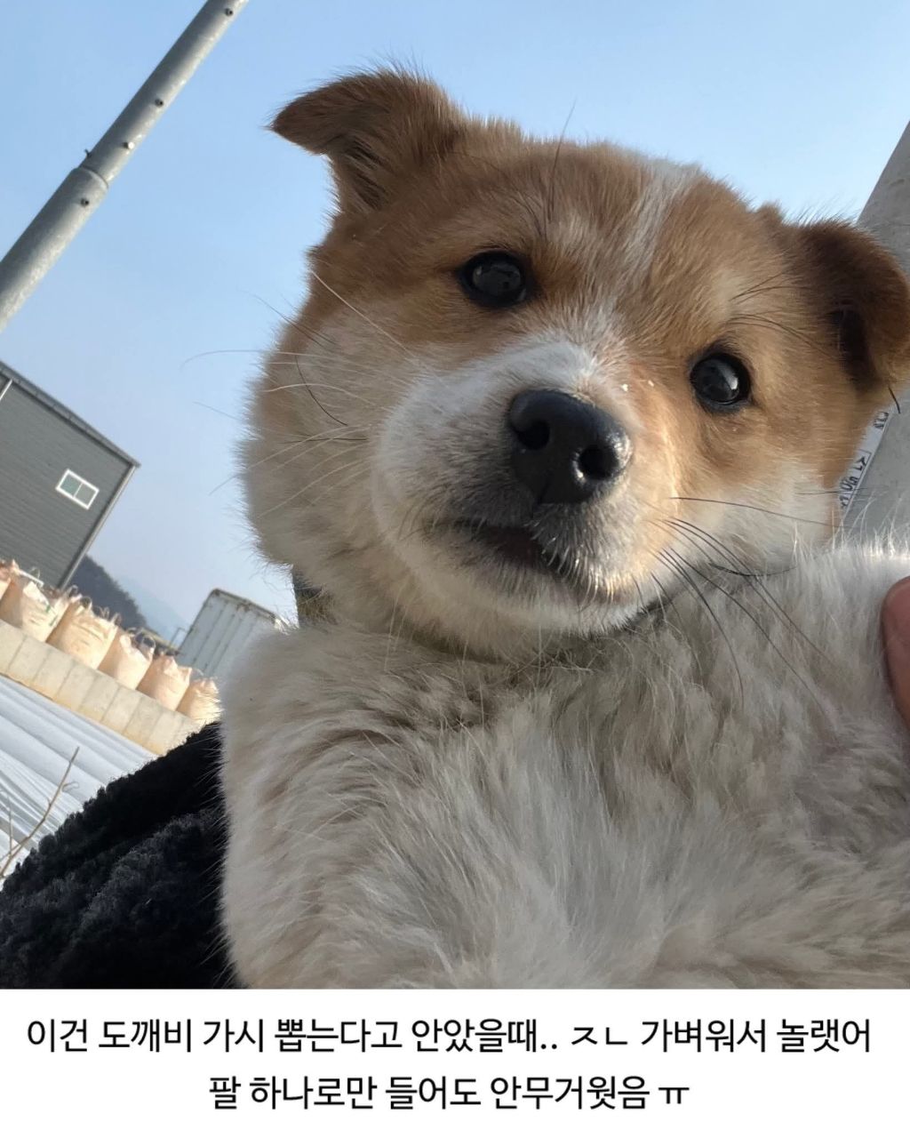 할머니집 시골개 산책시켜줌 | 인스티즈