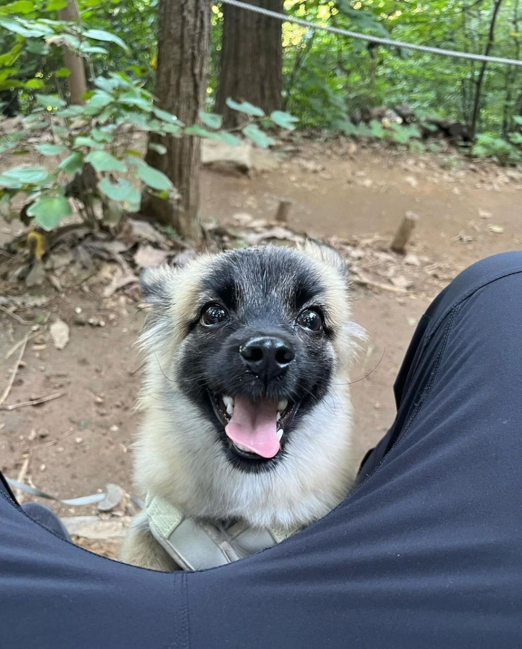 단 며칠만에 인스타 27만 팔로워 찍은 강아지 못생긴 노을이 | 인스티즈