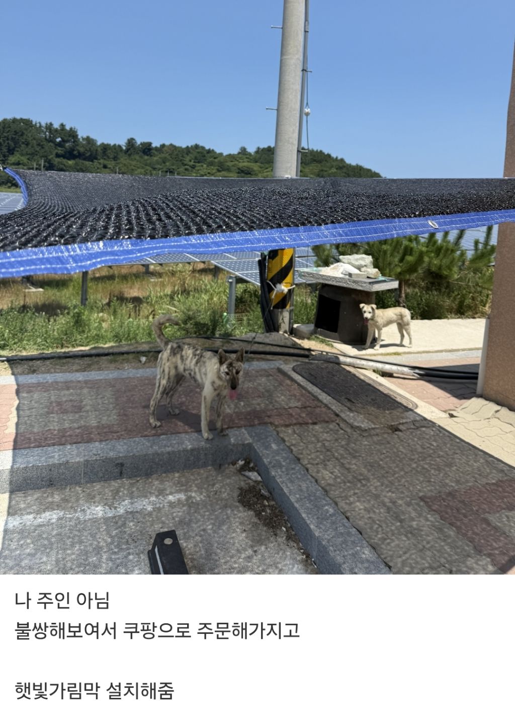 시골개를 위해 설치해준 가림막.jpg | 인스티즈
