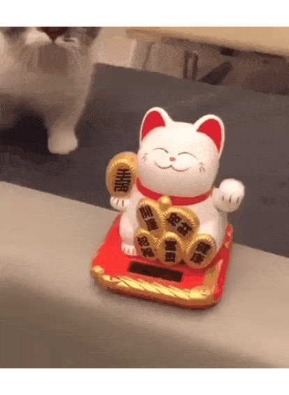 고장난 고양이.gif | 인스티즈