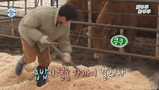 [나혼자산다] 톱밥만 새로 깔아줬을 뿐인데 좋아서 날뛰는 소들 | 인스티즈