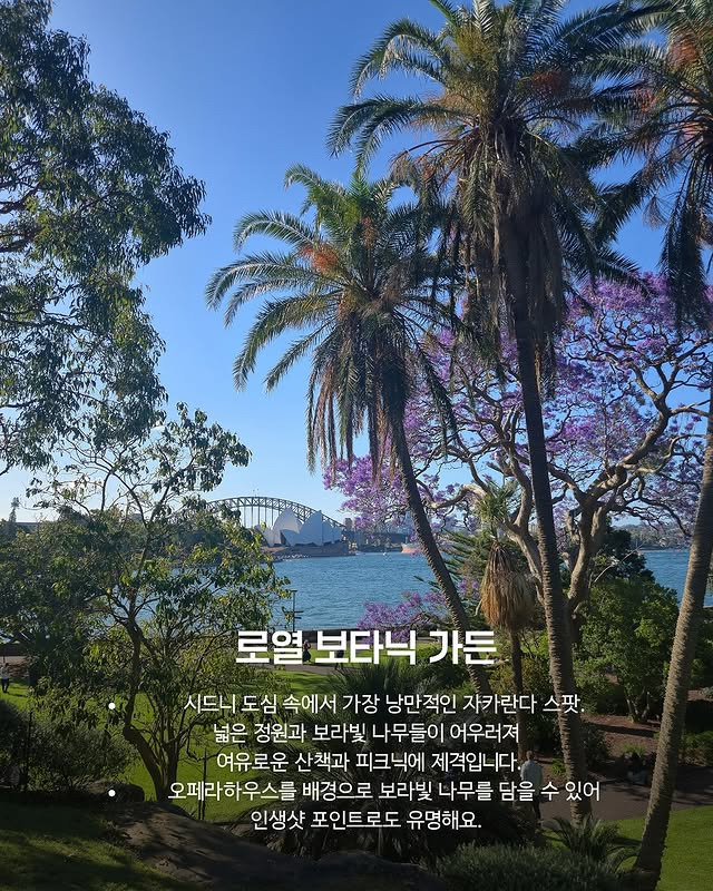 호주의 벚꽃 자카란다 | 인스티즈