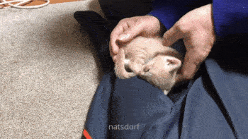 의외로 귀소본능이 있는 동물...gif | 인스티즈