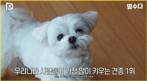 국내 소형견이 유독 슬개골 탈구가 많은 이유 | 인스티즈