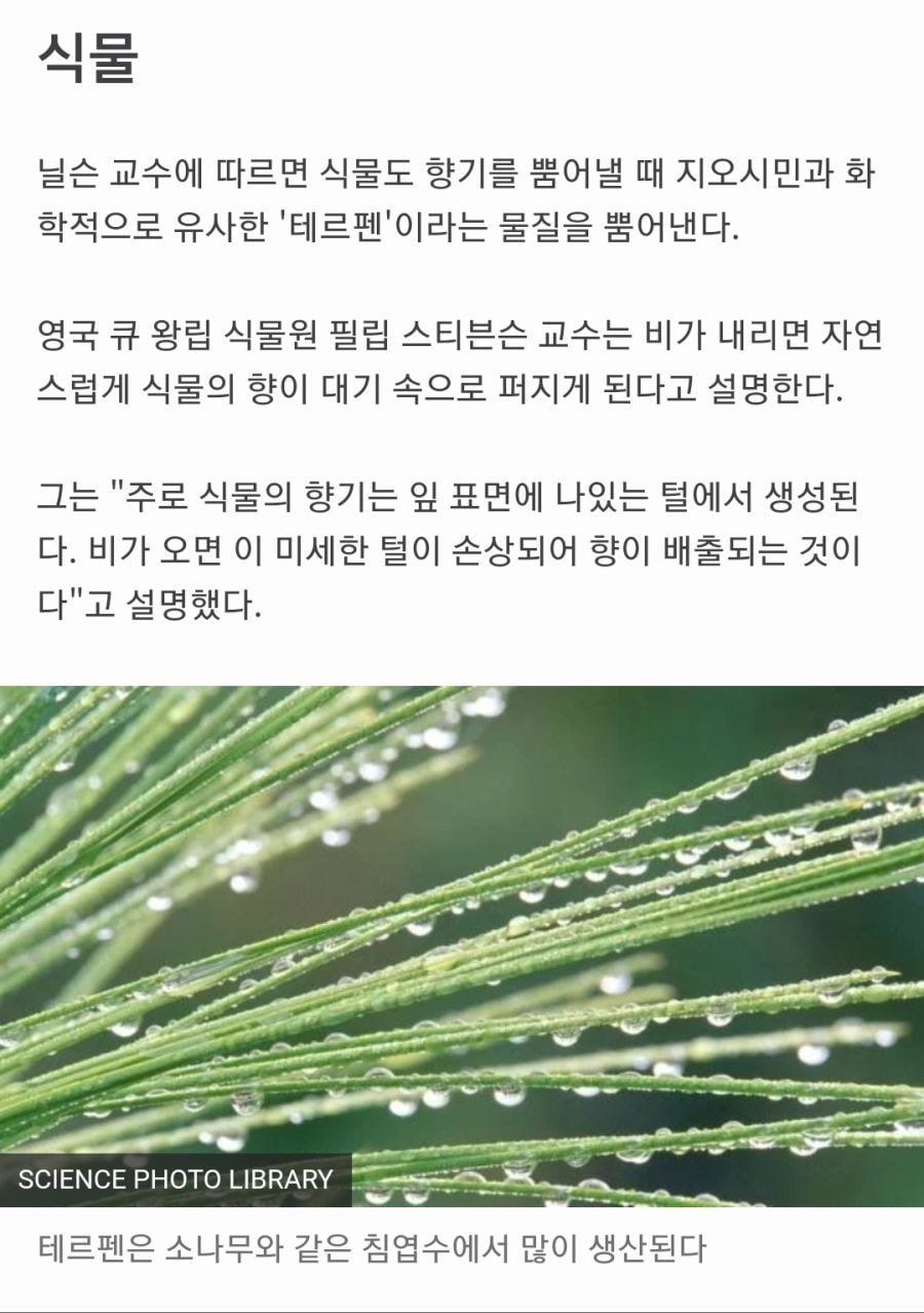 아침 새벽공기 냄새의 원인.jpg | 인스티즈