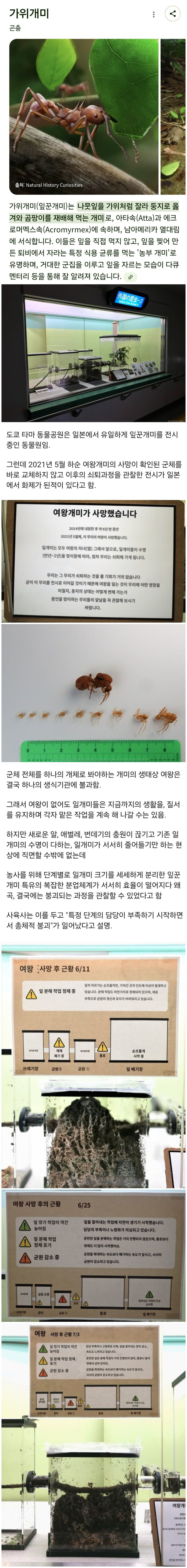 개미 군체가 몰락하는 과정 .jpg | 인스티즈