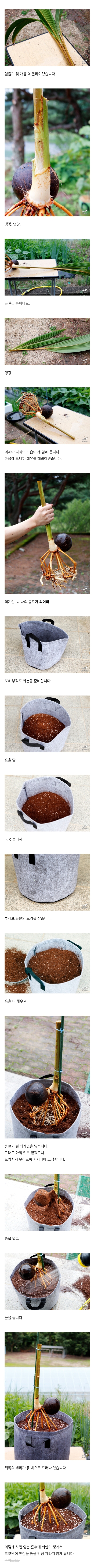 집에서 코코넛 키우기 | 인스티즈