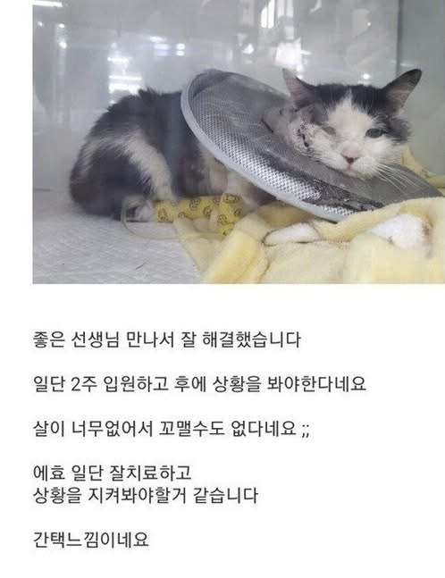길고양이 주운 후기 | 인스티즈